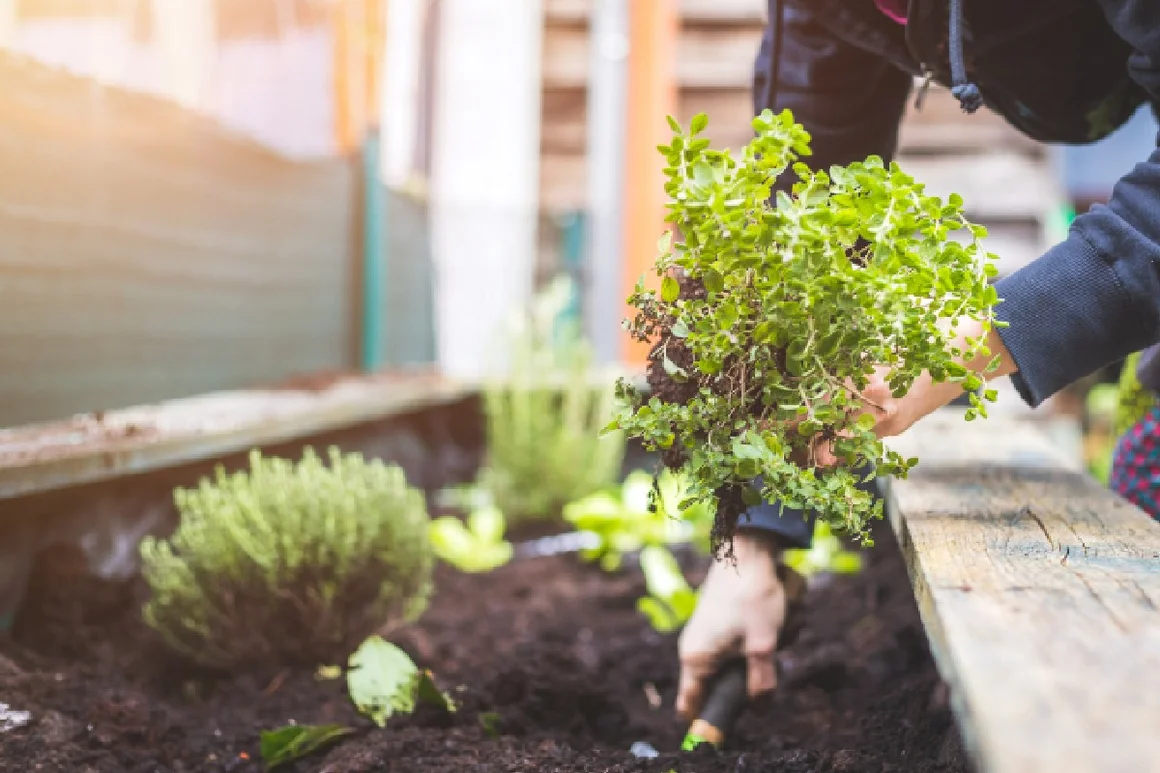 Person pflanzt Kräuter ein
